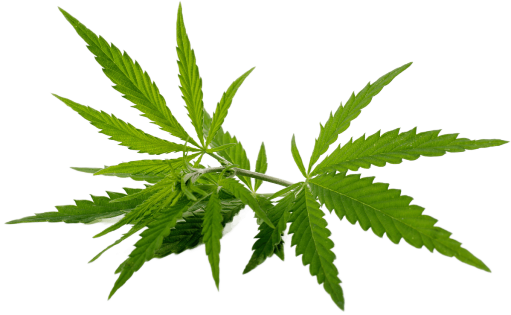 Cannabisblätter in voller Pracht, Nahaufnahme