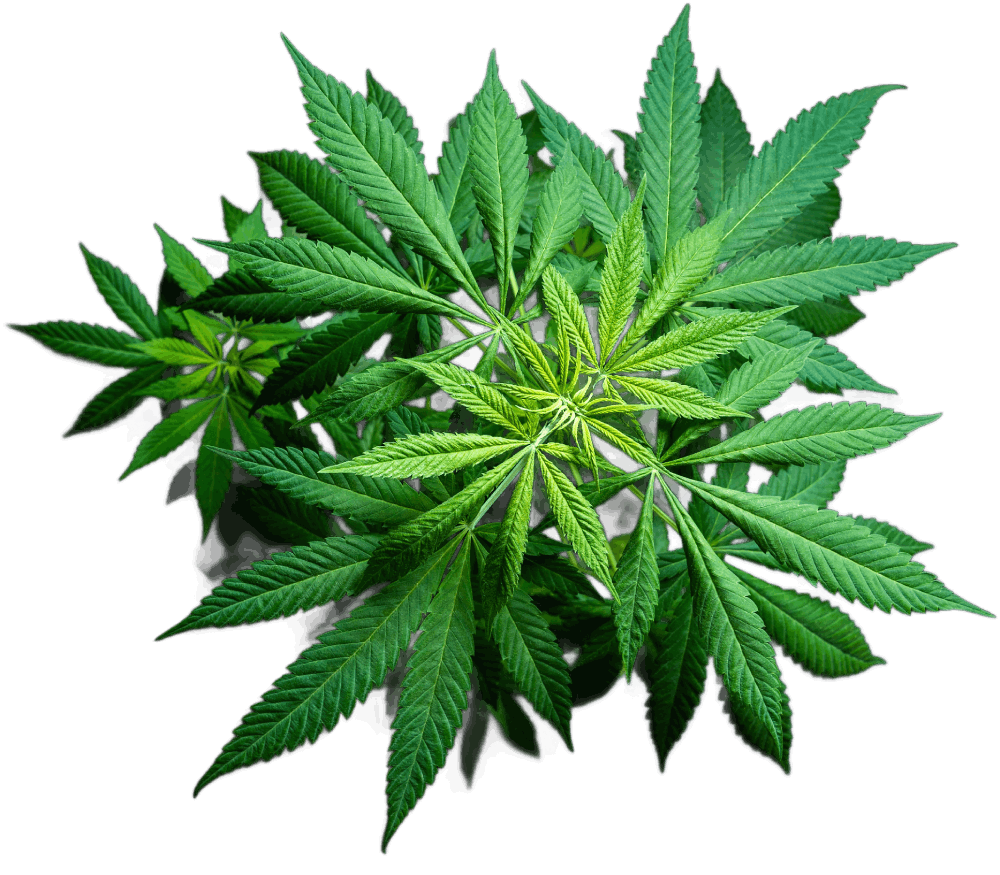 Cannabisblätter in voller Pracht